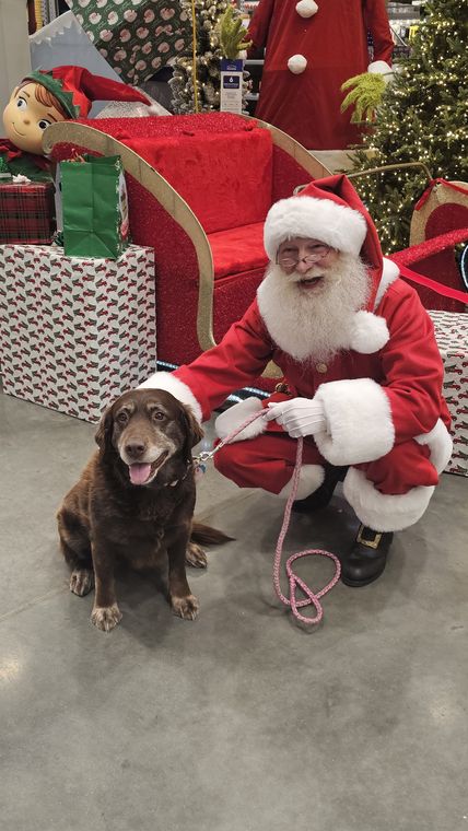 Santa Phil kneeling with a visiting dog at an off-site Christmas event