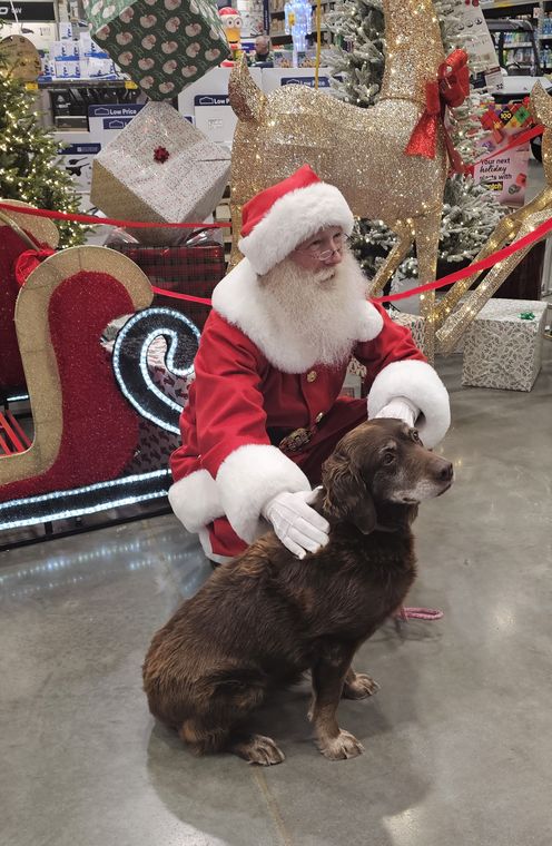 Santa Phil with a visiting dog at an off-site Christmas event
