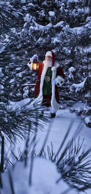 Santa Phil holding his lantern in a grove of snow-laden pines
