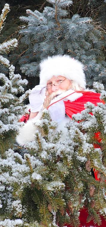 Santa Phil peeking through frost-covered spruce branches on the property